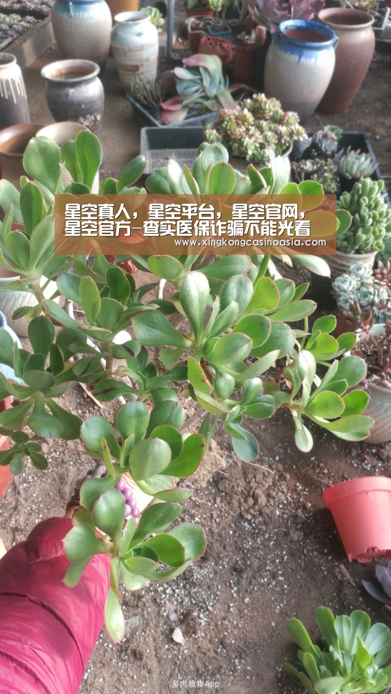 星空真人,星空平台,星空官网,星空官方-查实医保诈骗不能光看“演技”(图3) 星空真人,星空平台,星空官网,星空官方