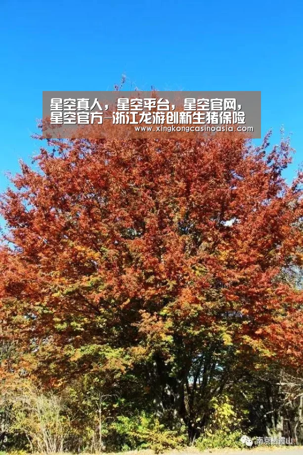 星空真人,星空平台,星空官网,星空官方-浙江龙游创新生猪保险 半年未接到病死猪举报(图2) 星空真人,星空平台,星空官网,星空官方